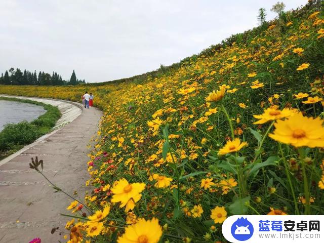 抖音短视频花都(抖音花的视频)