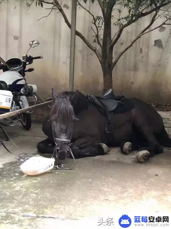 抖音骑马白衣女孩(抖音骑马白衣女孩是谁)