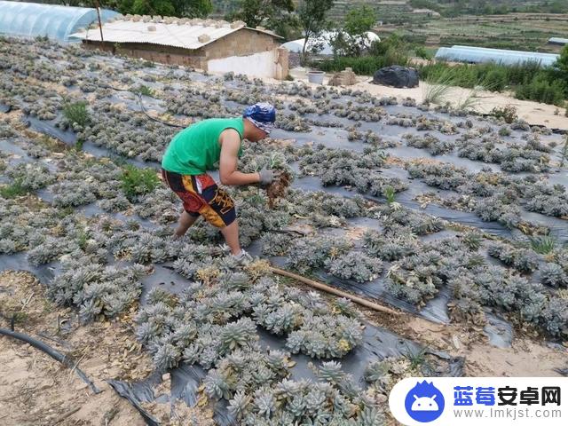 抖音肉肉 多大了(抖音肉肉资料简介)