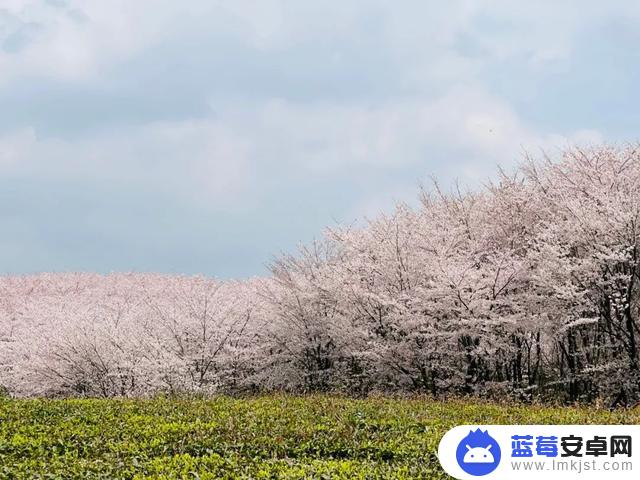 樱花怎么单独拍抖音(樱花怎么单独拍抖音视频)