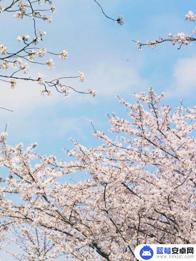 樱花怎么单独拍抖音(樱花怎么单独拍抖音视频)