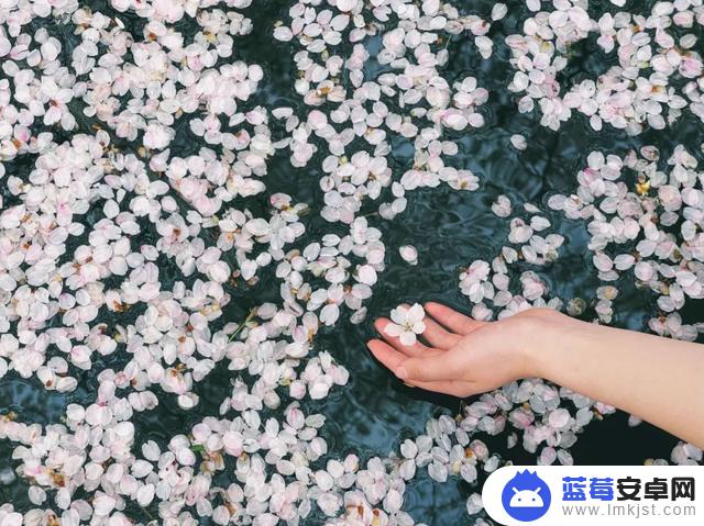 樱花怎么单独拍抖音(樱花怎么单独拍抖音视频)