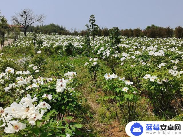 附近红牡丹抖音(附近红牡丹抖音店铺)