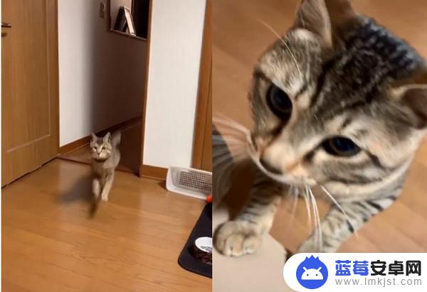 抖音上小猫撒娇(抖音上小猫撒娇是真的吗)