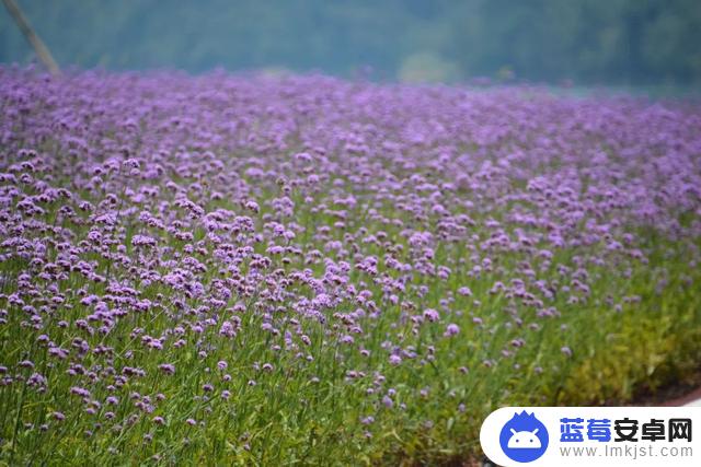 抖音花海怎么得到(抖音花海在哪里买)