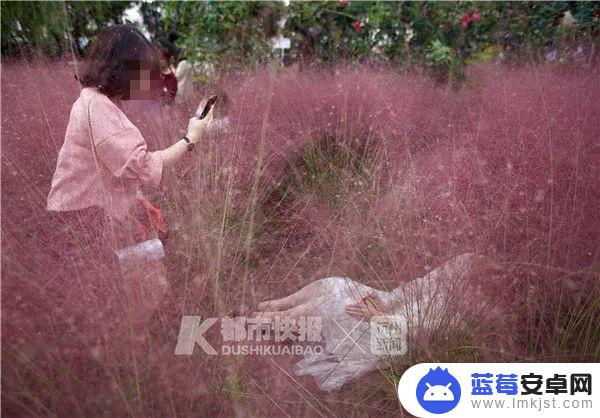 抖音花海怎么得到(抖音花海在哪里买)