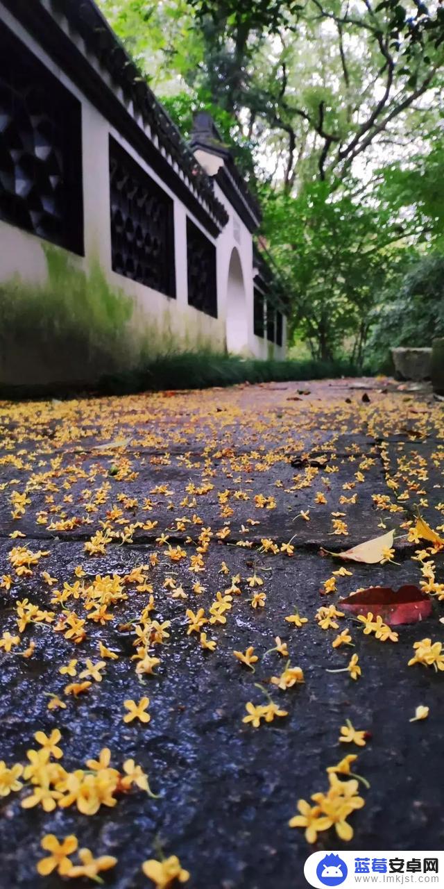 抖音花海怎么得到(抖音花海在哪里买)