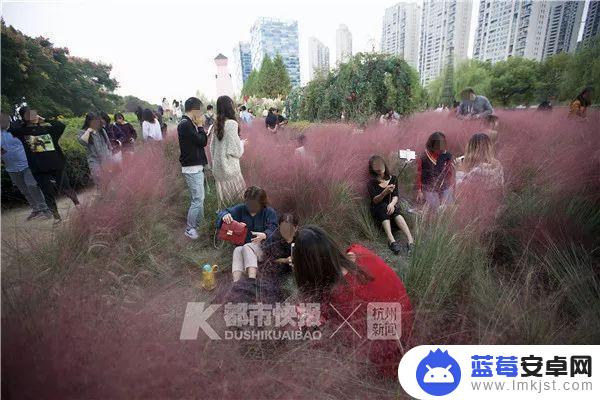 抖音花海怎么得到(抖音花海在哪里买)