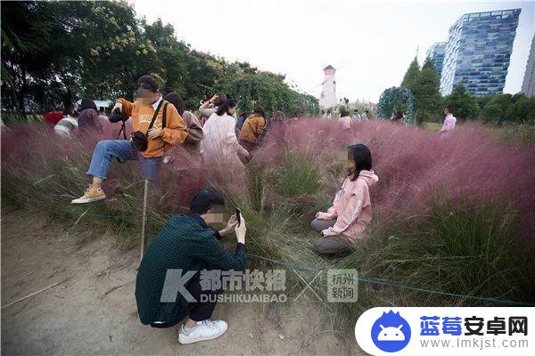 抖音花海怎么得到(抖音花海在哪里买)