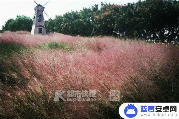 抖音花海怎么得到(抖音花海在哪里买)