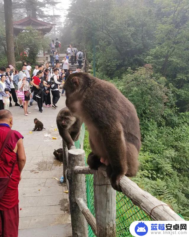 抖音猴子蹦木桩(抖音猴子蹦木桩是真的吗)