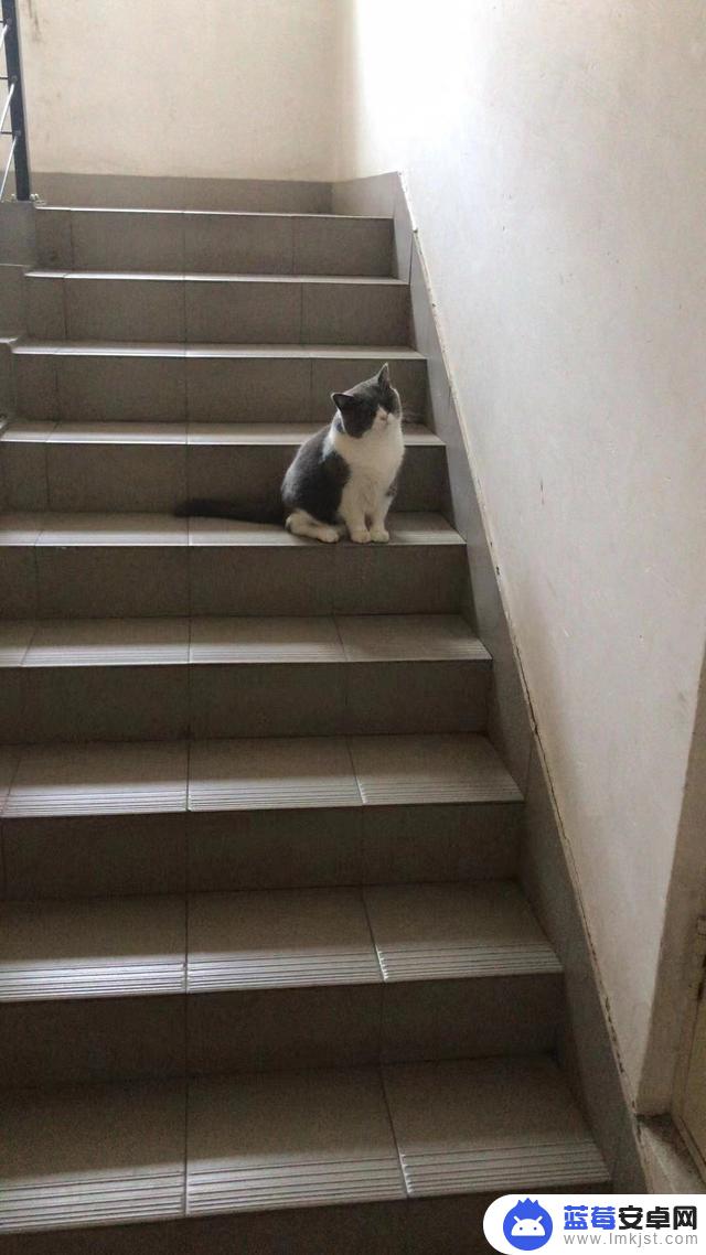 抖音灰灰猫猫直播