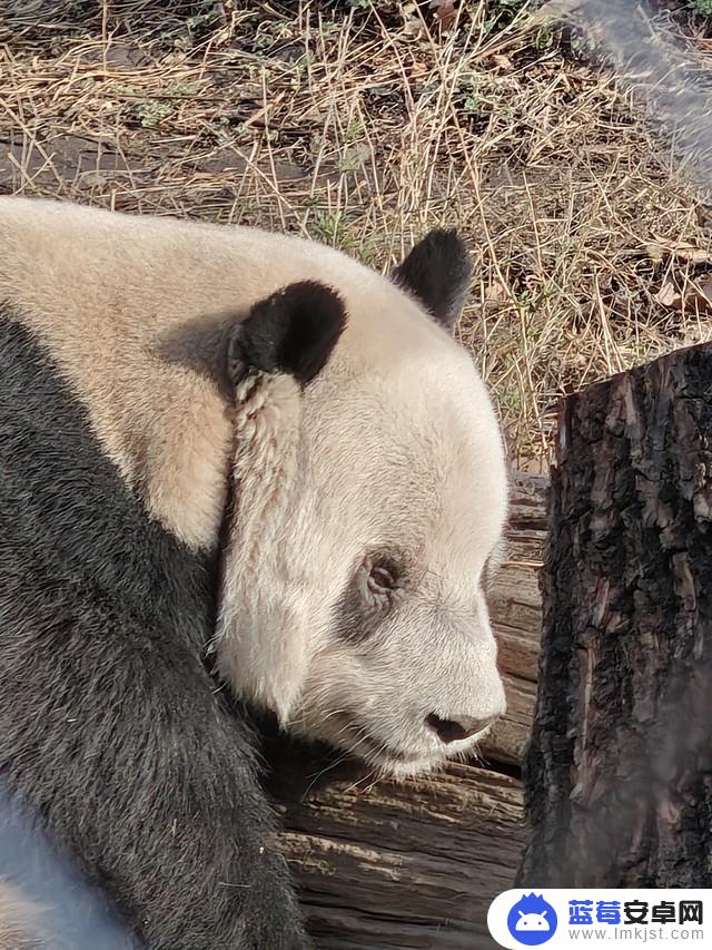 为什么说买手机就得买长焦体验好的？我们用实测对比帮你搞懂