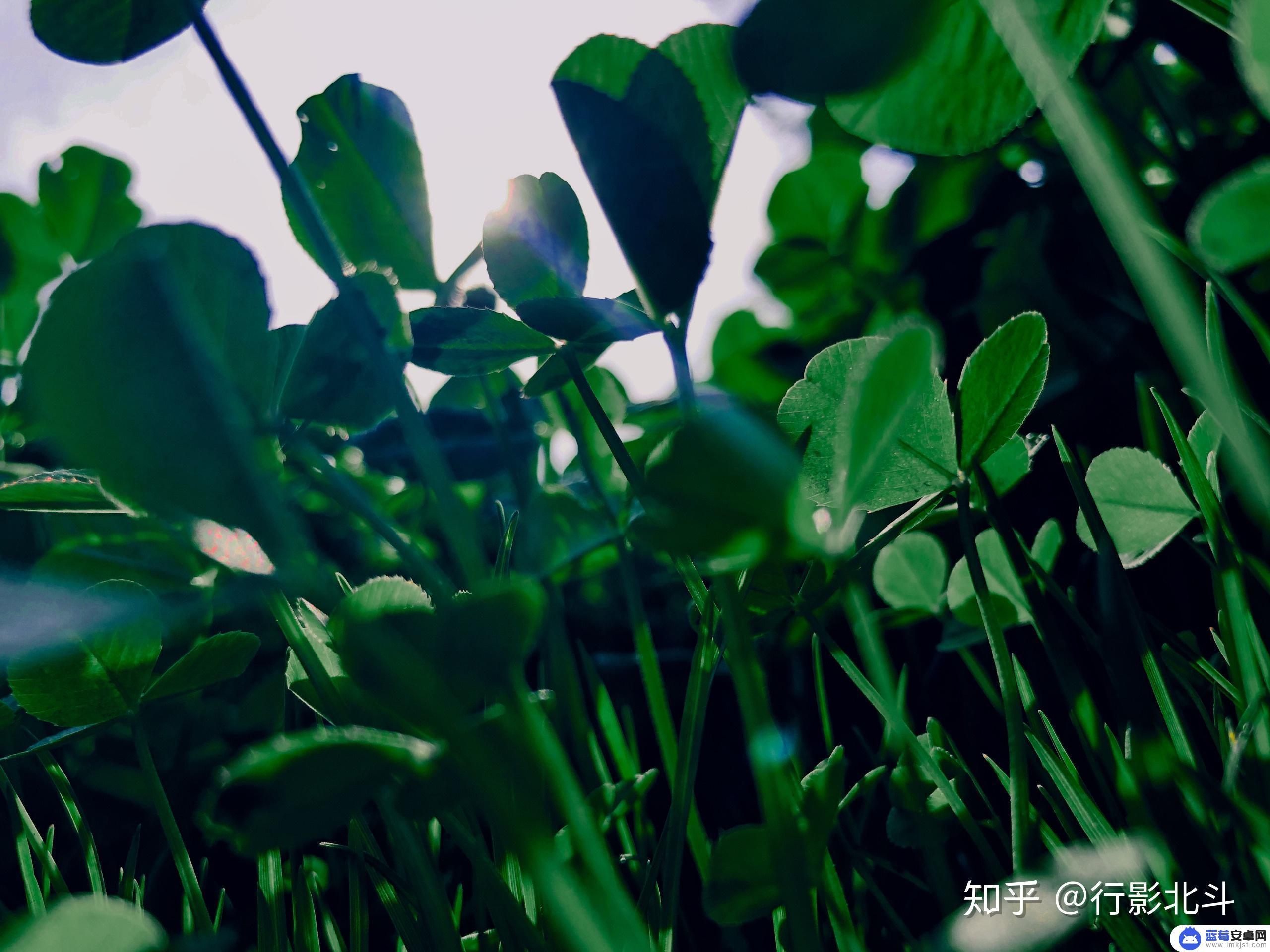 手机怎么拍摄绿色风景 手机摄影绿色风格调色技巧