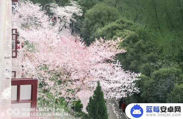 冬天手机怎么拍樱花 如何调节手机相机的曝光值拍摄樱花景观？