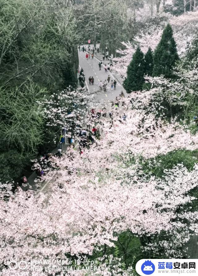 冬天手机怎么拍樱花 如何调节手机相机的曝光值拍摄樱花景观？