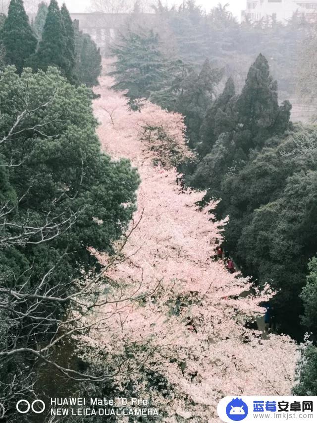 冬天手机怎么拍樱花 如何调节手机相机的曝光值拍摄樱花景观？