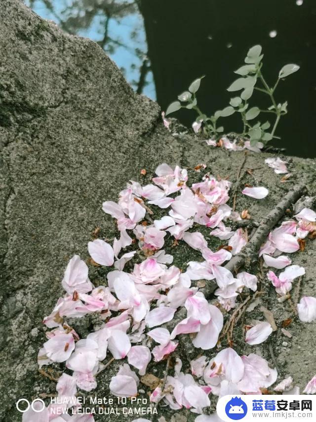 冬天手机怎么拍樱花 如何调节手机相机的曝光值拍摄樱花景观？