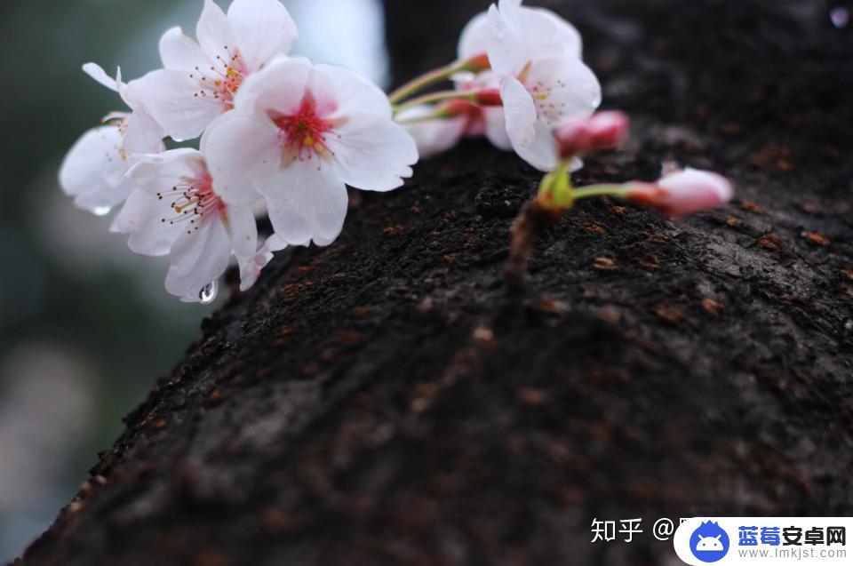 手机樱花如何拍证件照 如何拍摄樱花更吸引人的照片？