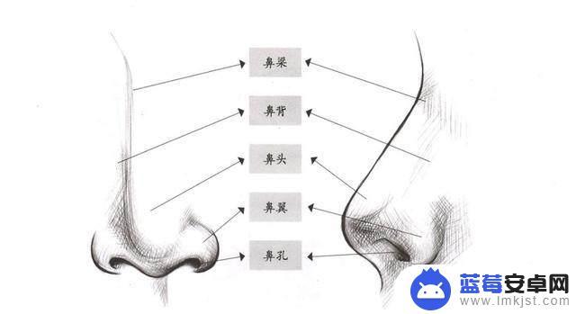 鼻子怎么用手机画 如何画水彩鼻子