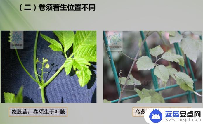 手机里怎么识别绞股蓝 怎样辨别好的绞股蓝