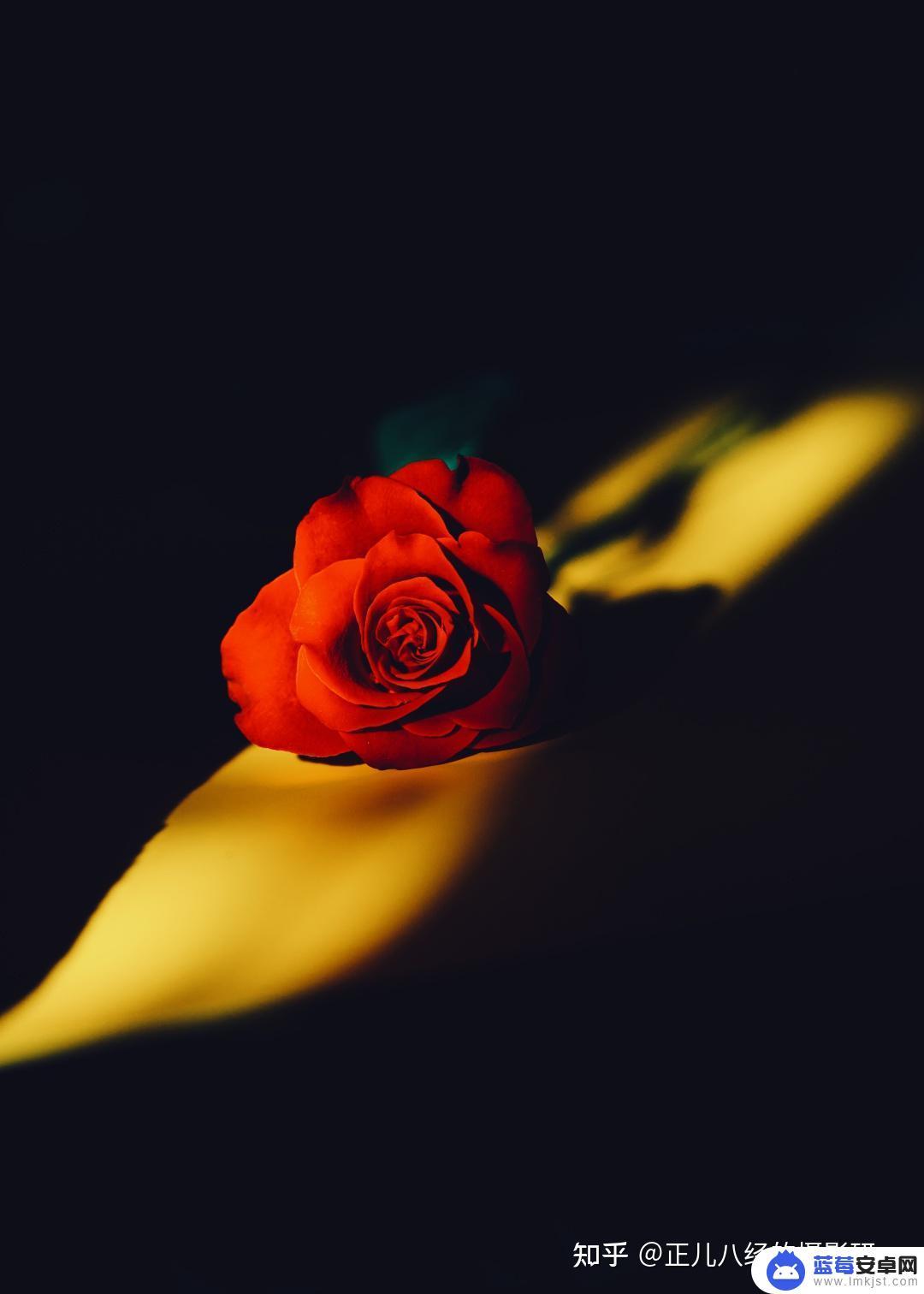 手机拍照玫瑰怎么处理 如何拍出玫瑰花的细节与色彩