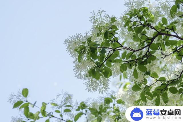 春日花朵照片抖音(春日花朵照片抖音怎么拍)