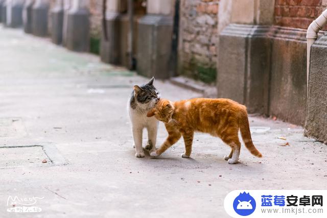 大脸猫和小猫抖音(大脸猫和小猫抖音视频)