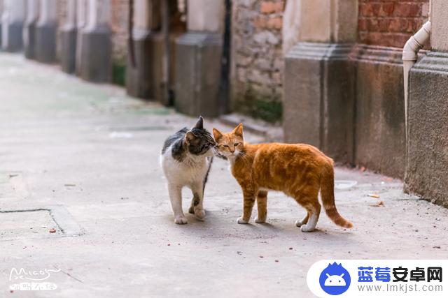 大脸猫和小猫抖音(大脸猫和小猫抖音视频)