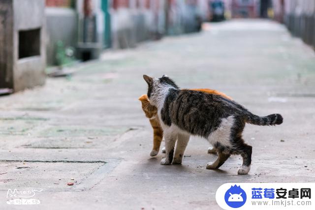 大脸猫和小猫抖音(大脸猫和小猫抖音视频)