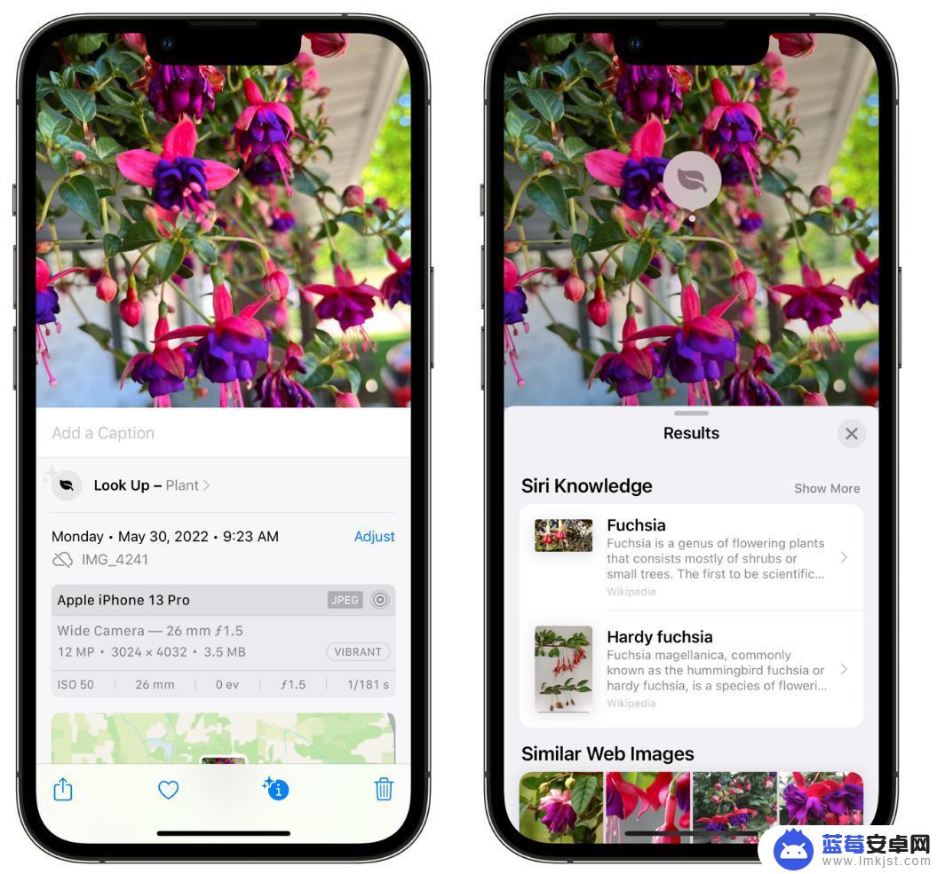 苹果手机怎样识别花草 利用iPhone拍照识别植物技巧