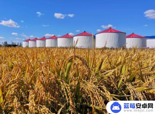 抖音林区大卤蛋媳妇(林区大卤蛋和杨奶奶关系)