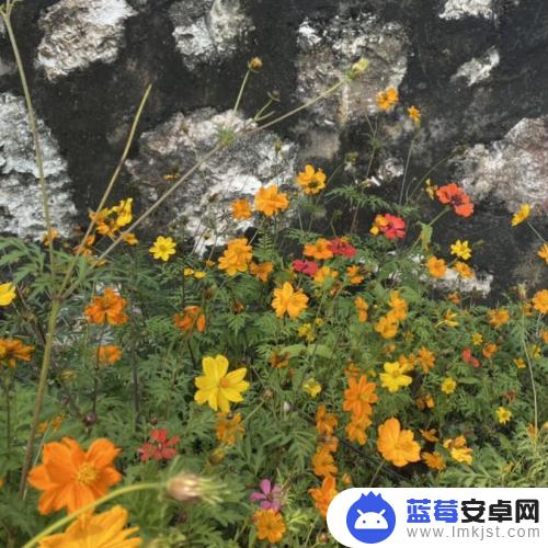 苹果手机如何画油画框颜色 iPhone拍照油画风滤镜效果