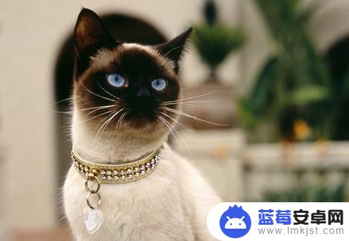 猫咪笑笑 抖音头像(猫咪笑笑抖音头像图片)