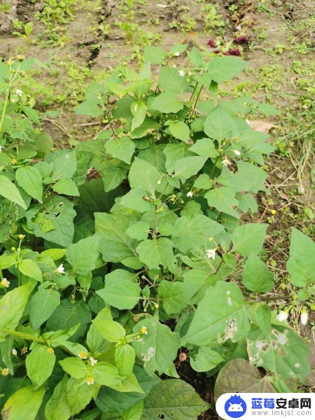 龙葵植物抖音文案(关于龙葵的文案)