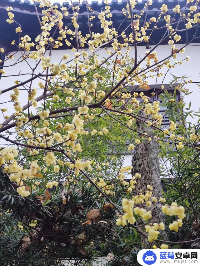 腊梅花 抖音文案(腊梅花抖音文案怎么写)