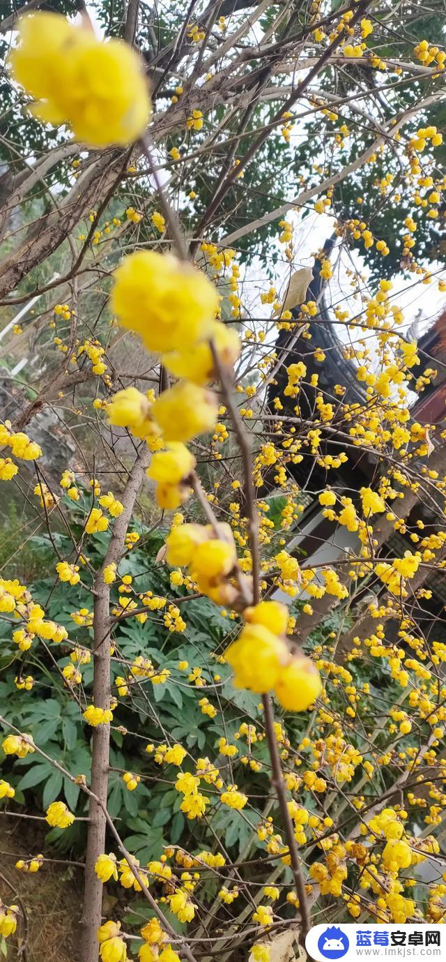 腊梅花 抖音文案(腊梅花抖音文案怎么写)