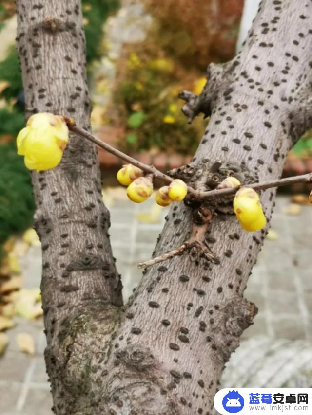 腊梅花 抖音文案(腊梅花抖音文案怎么写)