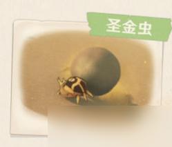 原神植物图鉴大全 《原神》须弥沙漠生物植物一览表