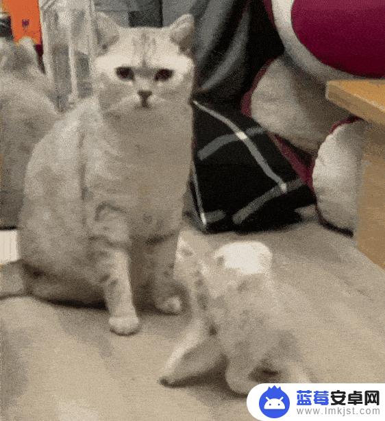 包子大人猫咪抖音(包子大人猫咪抖音视频)