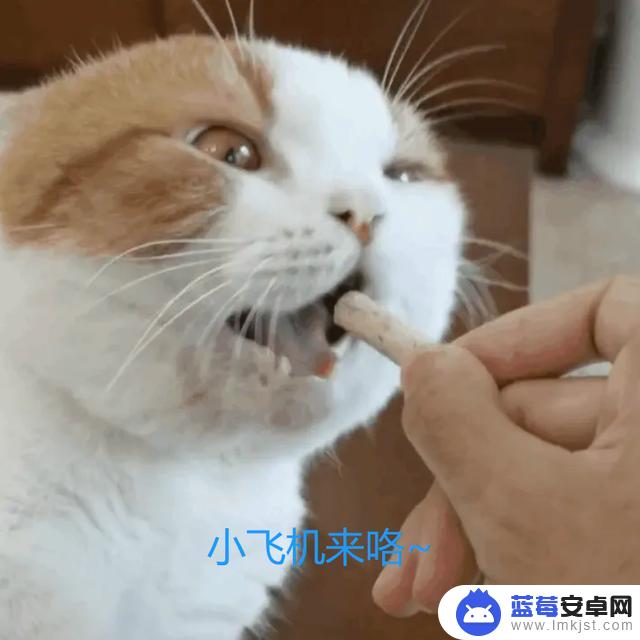 包子大人猫咪抖音(包子大人猫咪抖音视频)